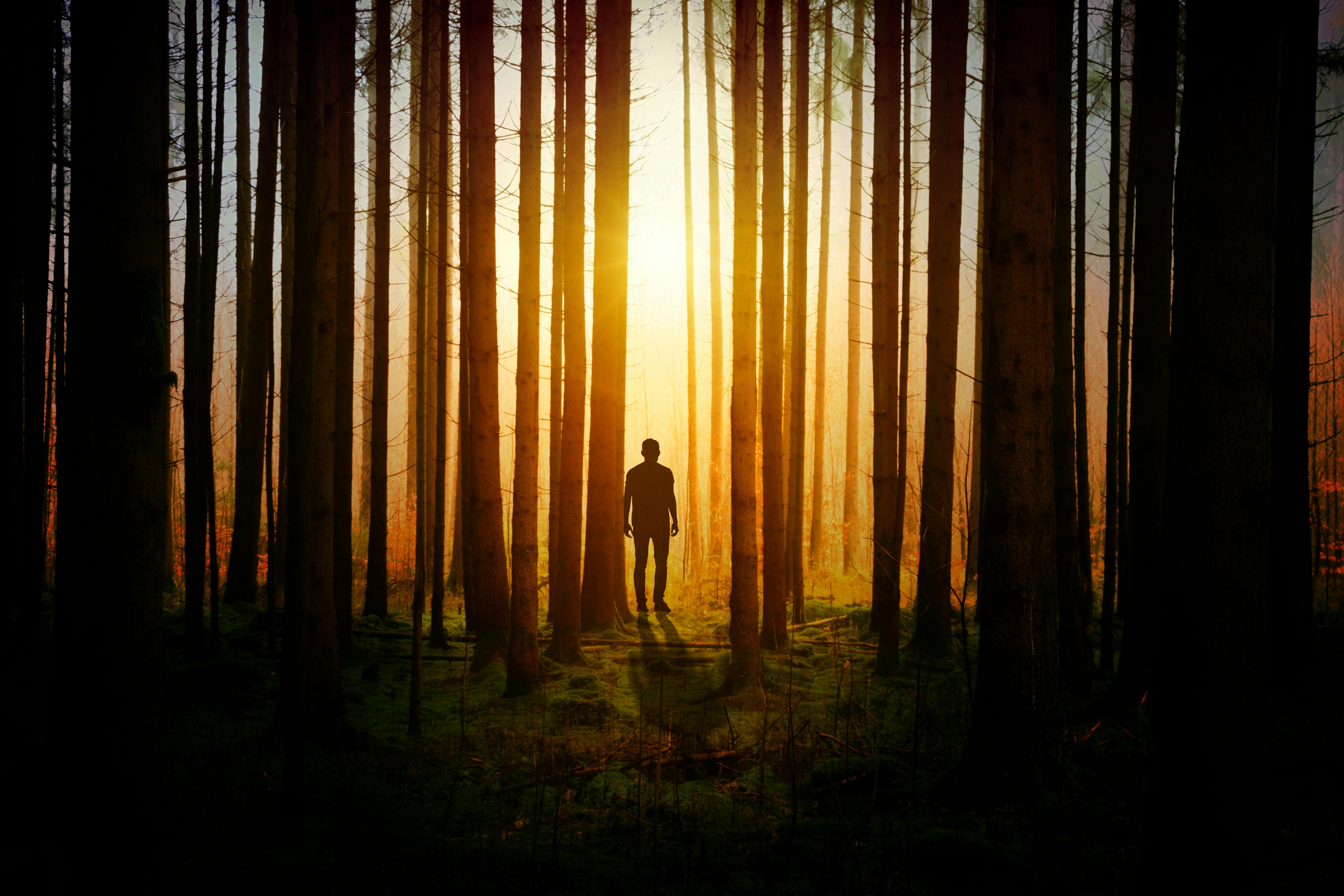 Man in the woods during sunset. | Photo: Pexels