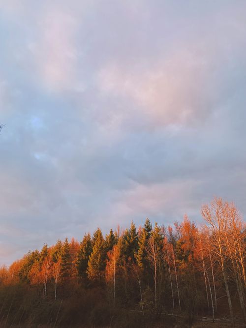 Free Serene image of autumn trees against a dramatic sky, evoking peace. Stock Photo