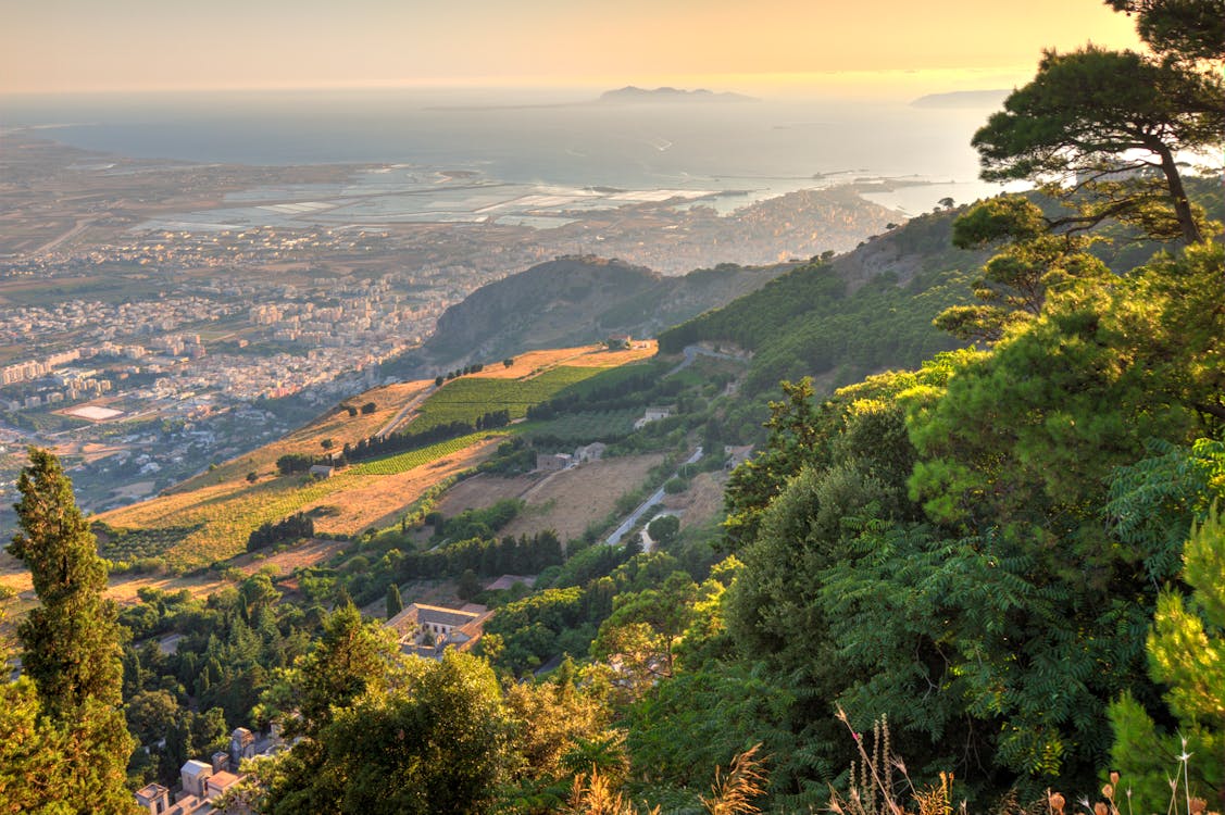 Green trees on mountain