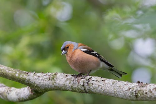 Close-Up Shot of a Chaffinch Perched on a Tree Branch