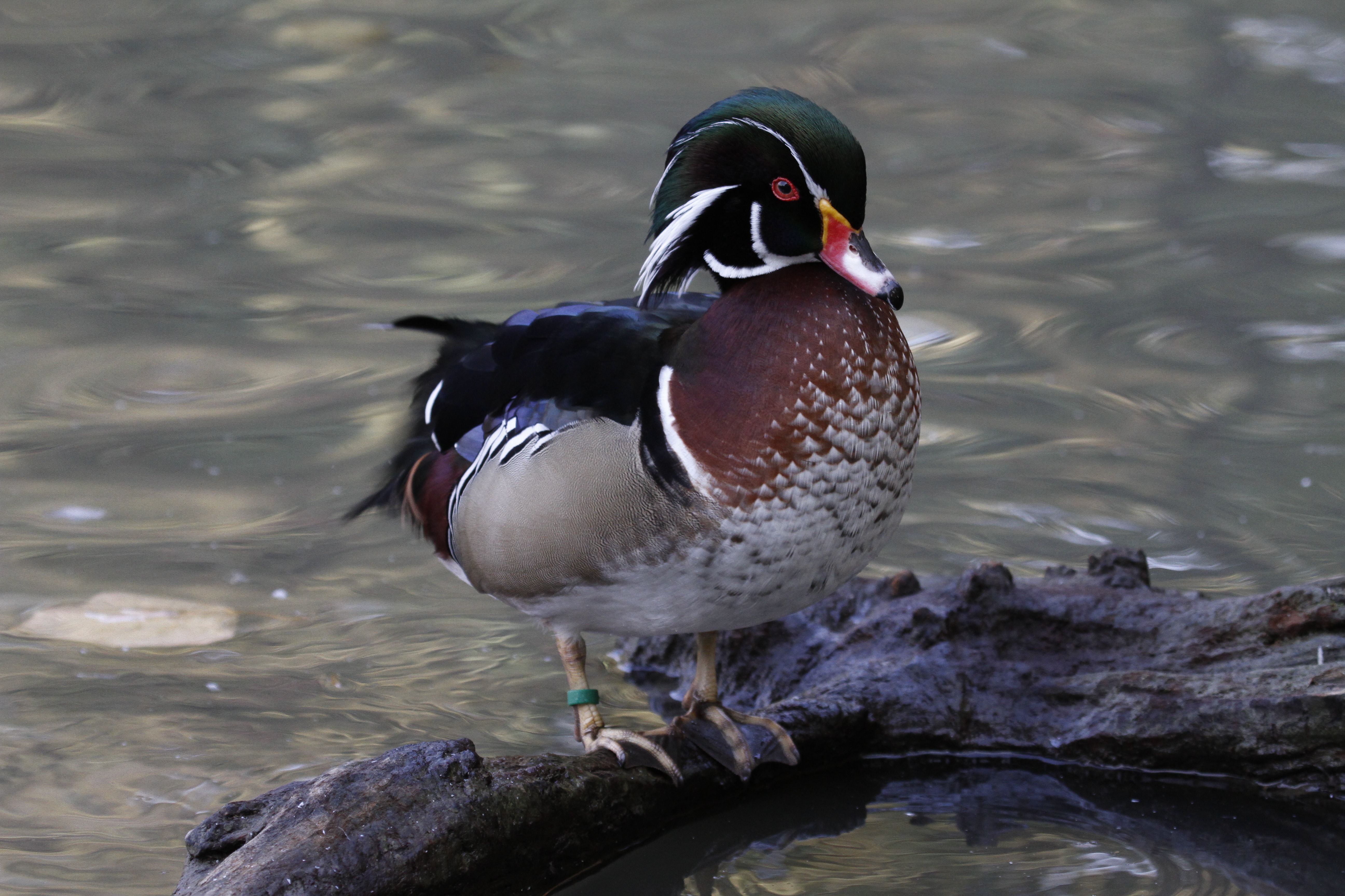Stunning close-up of a wood duck on the lake in Racconigi, Italy.
