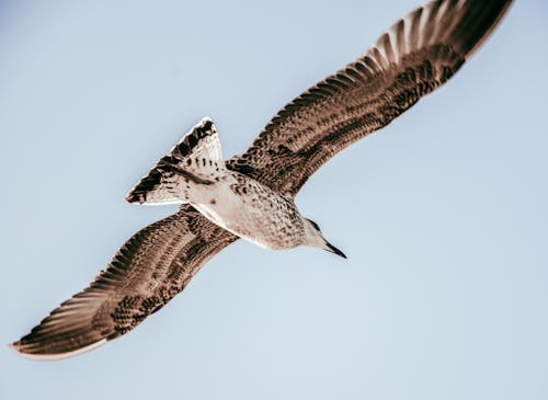 Photo of a Kelp Gull Flying