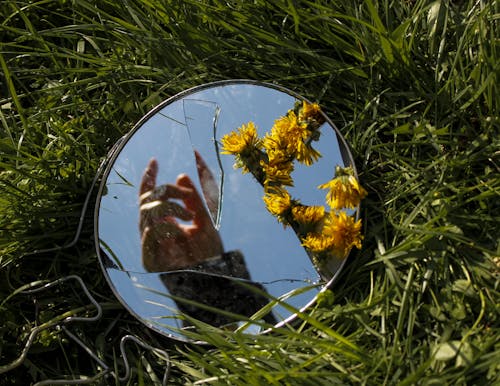 Kostnadsfri bild av glas objekt, gräs, gula blommor