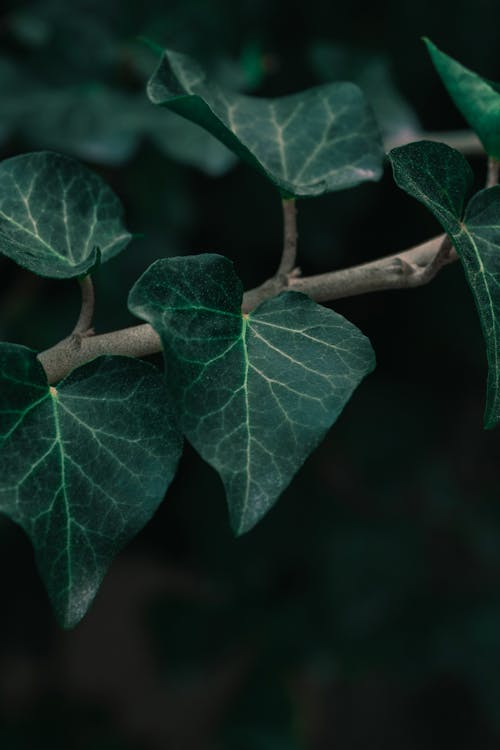 Green Ivy Leaves in Close-Up Photography