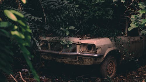 An Old Car under Dense Vegetation