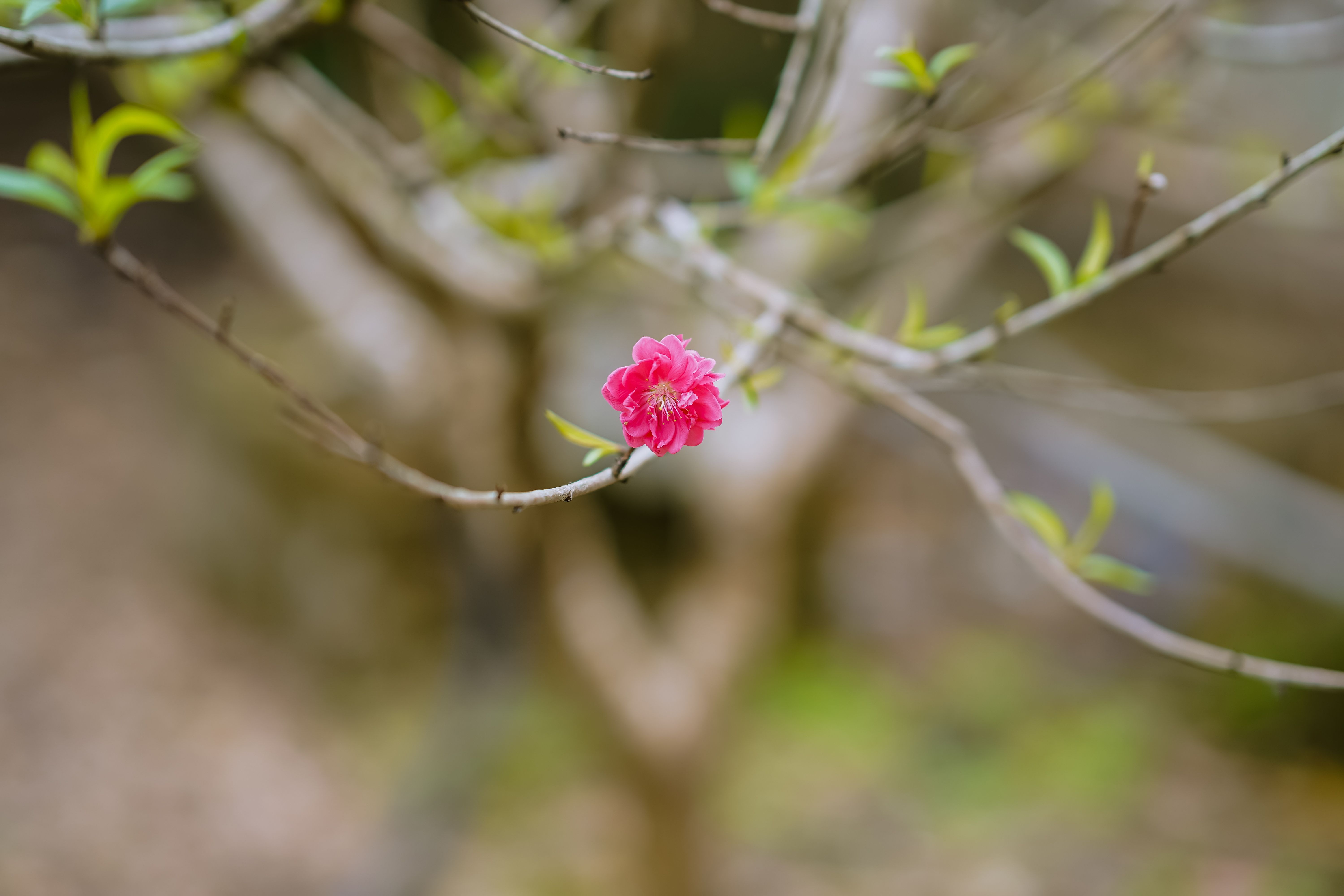 Close-up of a single pink plum blossom on a branch with a blurred background, showcasing spring beauty.