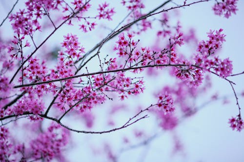 Ingyenes stockfotó cseresznyevirágok, finom, közelkép témában Stockfotó