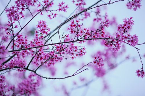 Free A stunning close-up of delicate pink cherry blossoms in full bloom during spring. Stock Photo