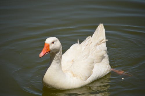 White Goose Swimming on Lake Water