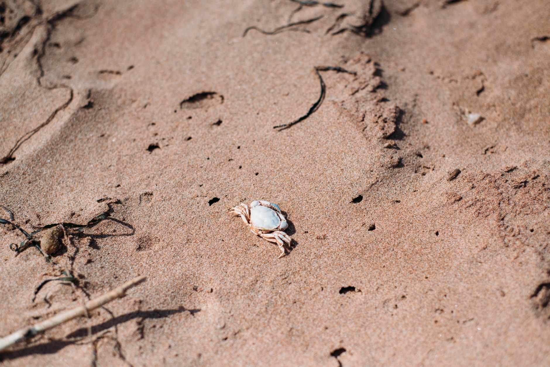 A crab rests on the sand in Prince Edward Island, Canada, showcasing natural habitat.