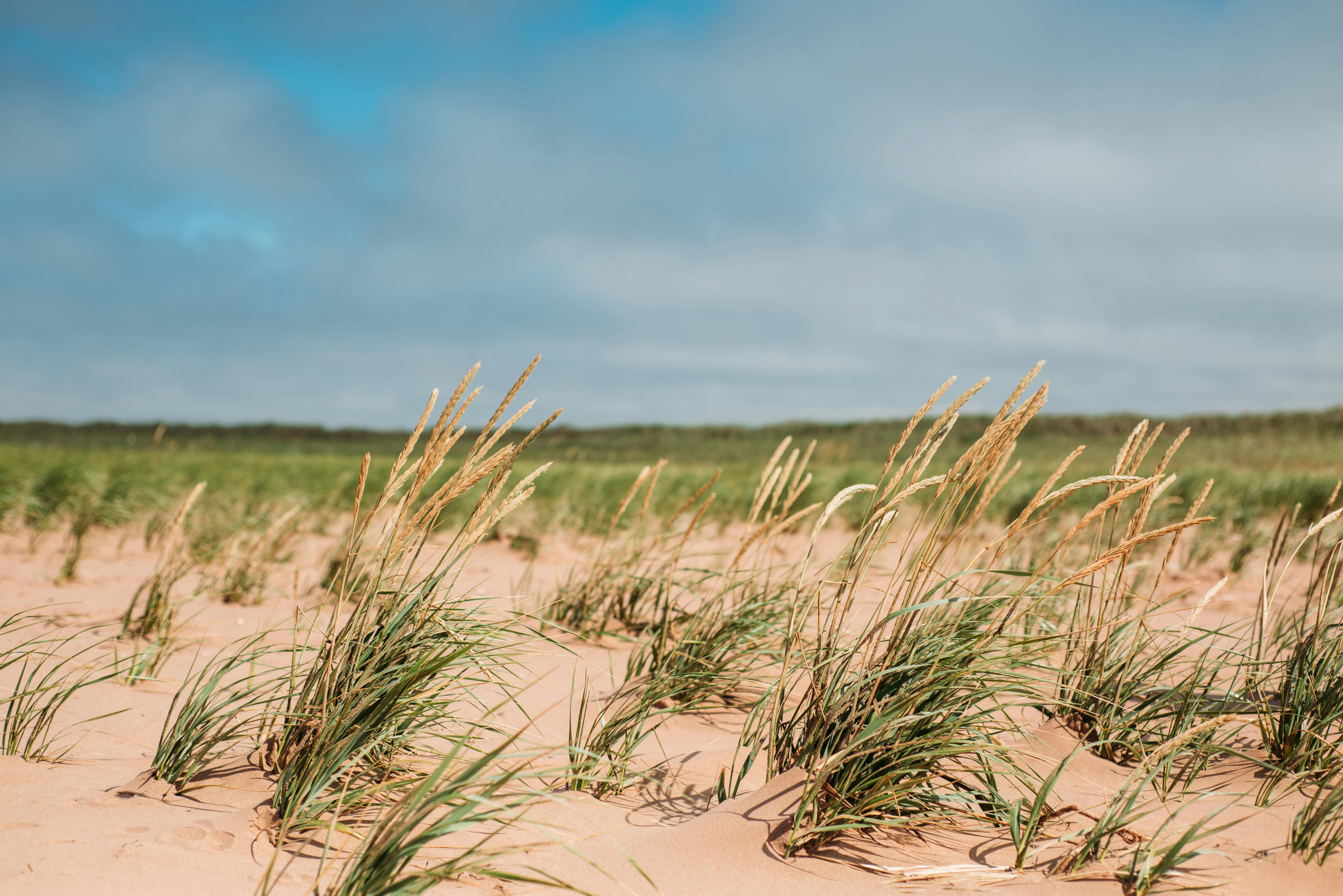 Sand dunes with coastal grass under clear skies in Prince Edward Island, Canada.