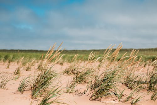 Základová fotografie zdarma na téma detail, flóra, písek