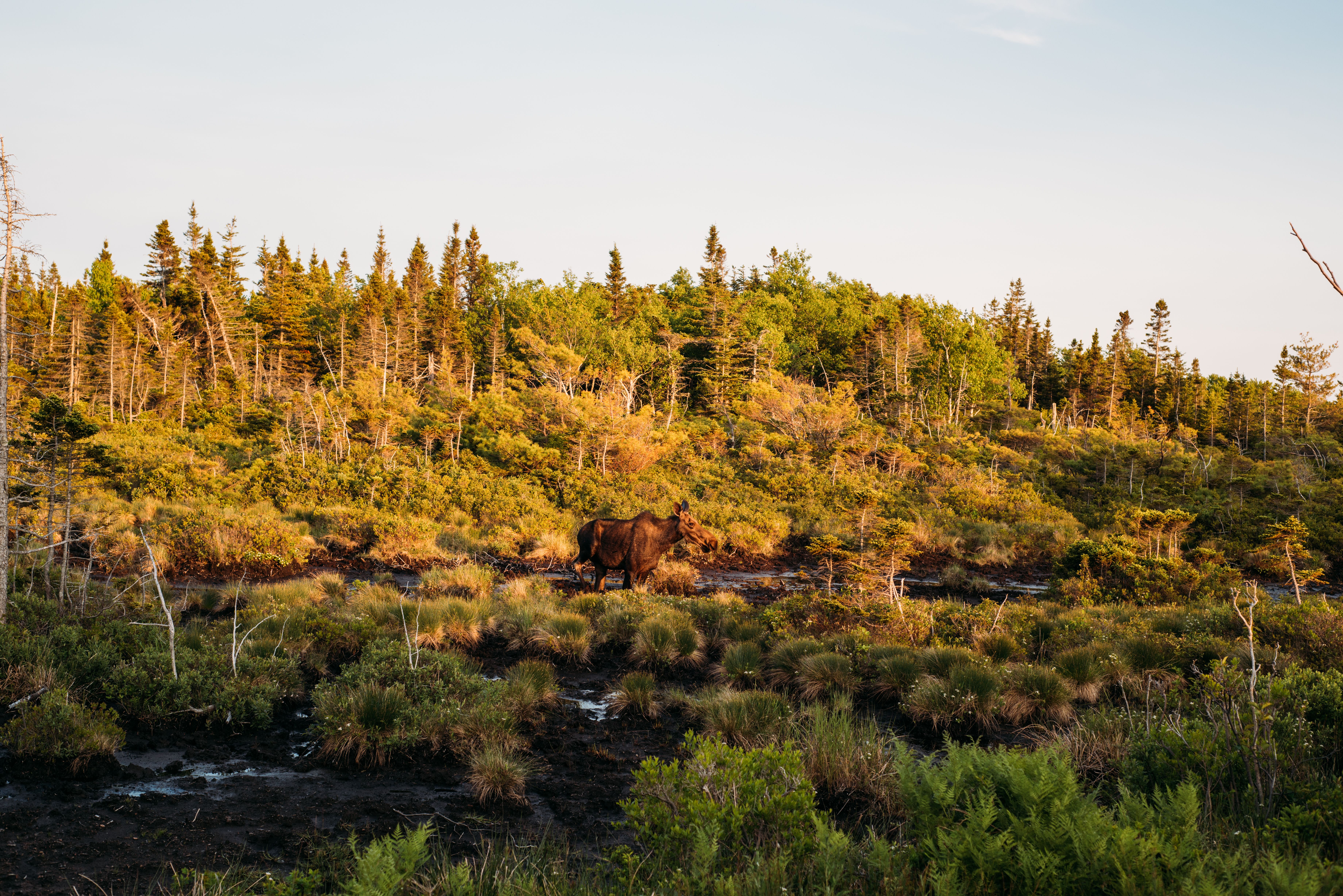 A moose in a spruce bog near Abol Bridge