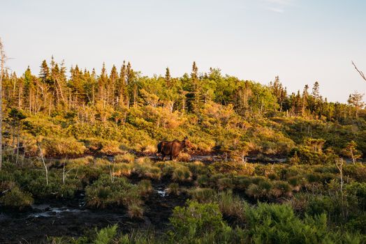 A lone moose wanders through a lush forest in Nova Scotia, Canada, at sunset.