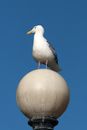 White and Black Bird on White Ball