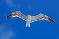 White Gull Flying Under Blue Sky