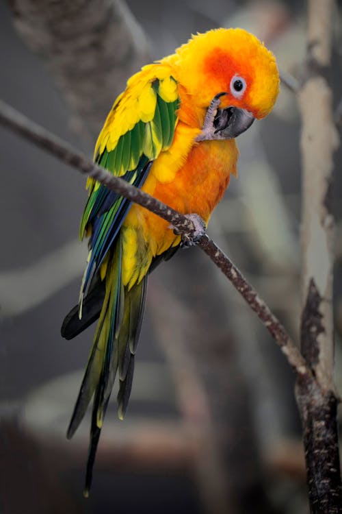 Conure Parrot  Brown Tree Branch