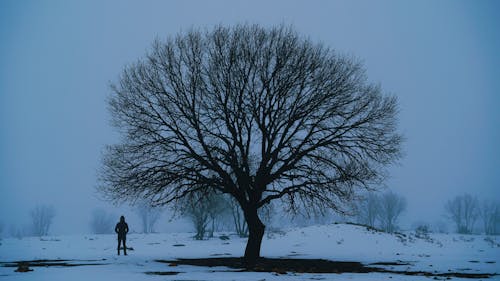 Free Person Standing Near the Bare Tree  Stock Photo