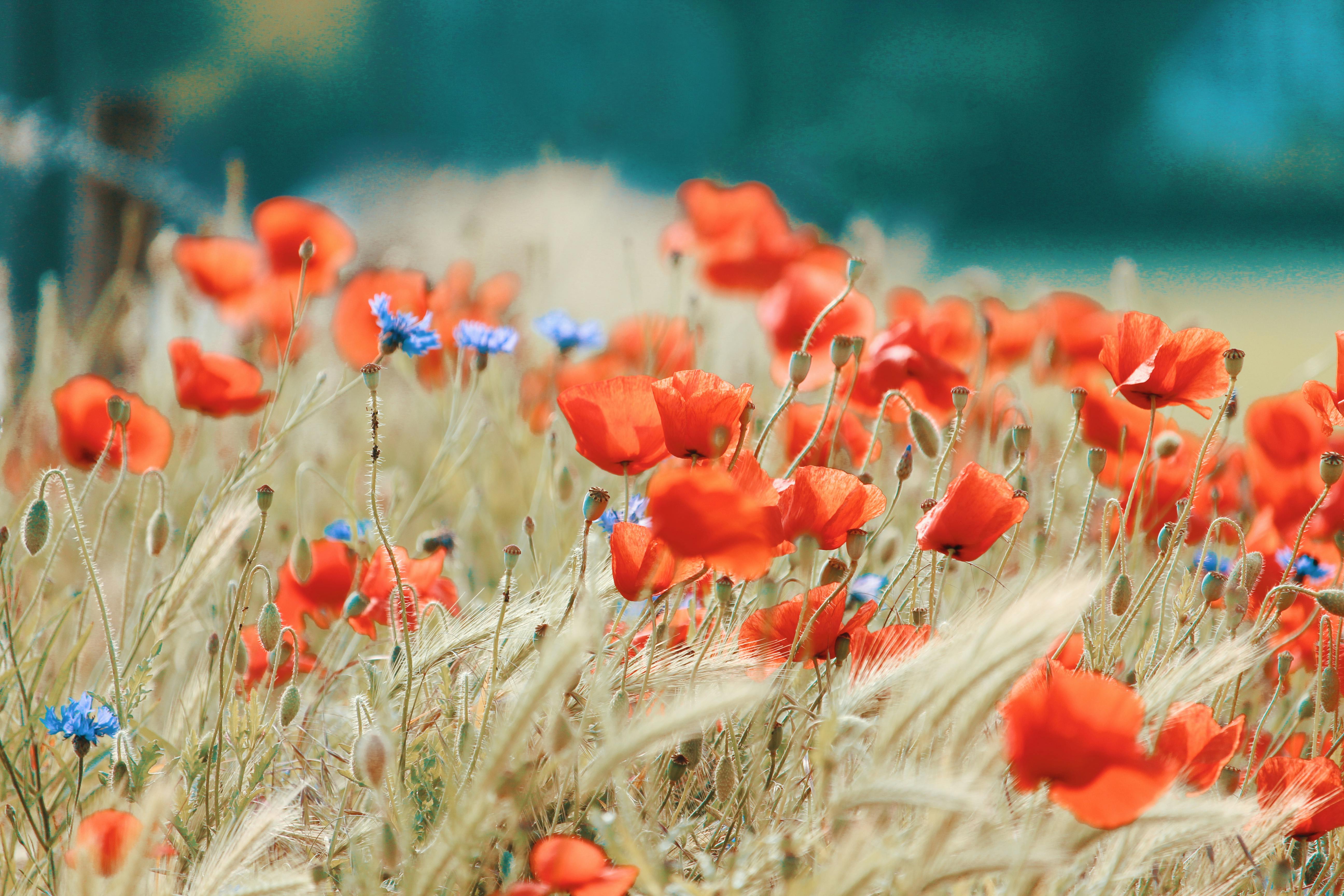 オレンジ色の花 無料の写真素材