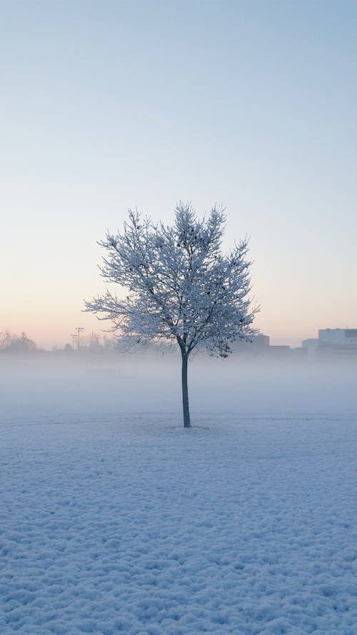 Free Snow Covered Tree Stock Photo