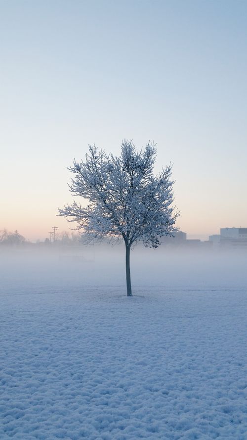 Free A lone tree stands in a snow-covered field during a misty winter morning in Oshawa, Ontario. Stock Photo