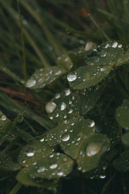 三葉草, 垂直拍摄, 工厂 的 免费素材图片