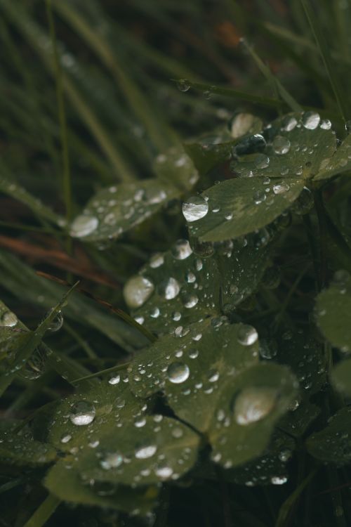 Free Close-up of dew-covered clover leaves with blurred background in a natural setting. Stock Photo