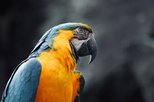 Free A Blue and Yellow Macaw in Close-Up Photography Stock Photo