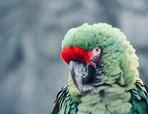 Portrait of a Cute Military Macaw
