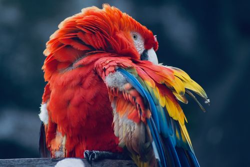 Free Colorful portrait of a scarlet macaw preening its feathers outdoors. Stock Photo