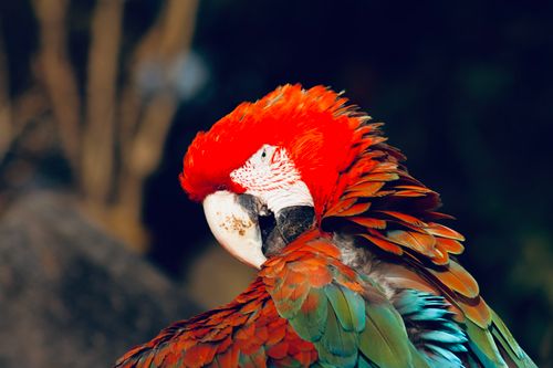 Free A vivid close-up of a scarlet macaw showcasing its colorful plumage in a natural setting. Stock Photo