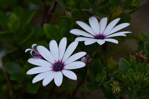 Free Detailed close-up photo of two white daisies with purple centers surrounded by lush green leaves. Stock Photo