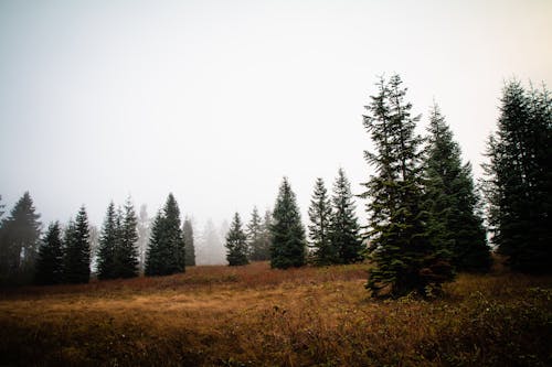 Бесплатное стоковое фото с вечнозеленый, гора, деревья