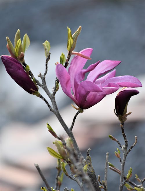 Close-Up Shot of Blooming Magnolia Flowers