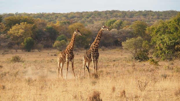 Two giraffes stand gracefully in the African savanna, surrounded by lush vegetation.