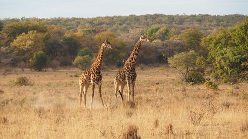 Free Two giraffes stand gracefully in the African savanna, surrounded by lush vegetation. Stock Photo