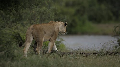 Δωρεάν στοκ φωτογραφιών με άγρια φύση, αρπακτικό, γάτος