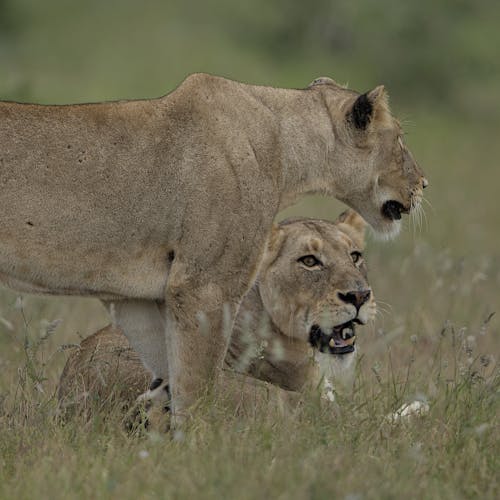 Gratis stockfoto met afrika wild, buiten, dieren in het wild