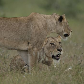 Two lionesses observed in a natural savanna setting, showcasing wildlife behavior.