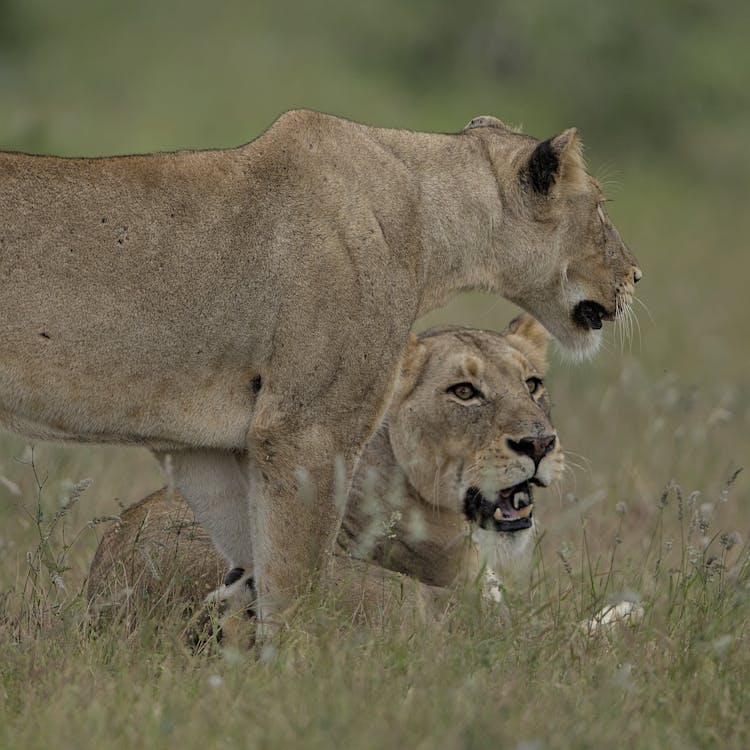 Lioness In Kruger National Park South Africa