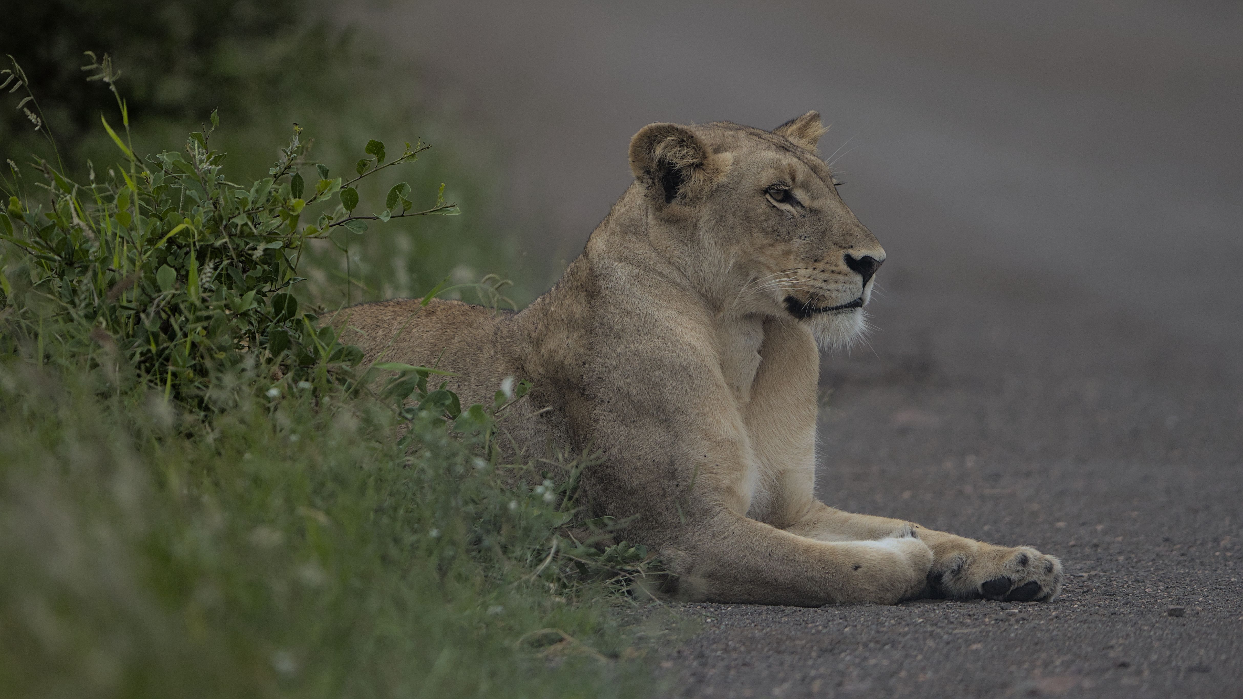 A lioness rests peacefully on a road in South Africa's lush wilderness.
