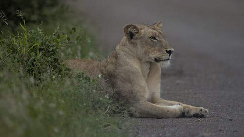 Photo of a Lioness on the Ground