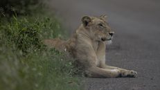 Lioness, Kruger National Park, South Africa