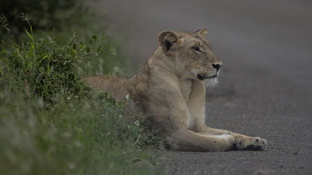A lioness rests peacefully on a road in South Africa's lush wilderness.