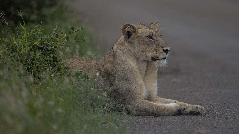 A lioness rests peacefully on a road in South Africa's lush wilderness.