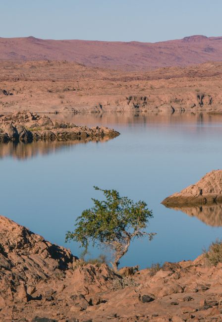 Tranquil desert landscape of Brézina, Algeria, with a lone tree by a calm water body.
