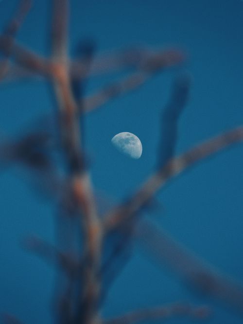 Free A serene half moon captured beyond blurred tree branches with a vivid blue sky backdrop. Stock Photo