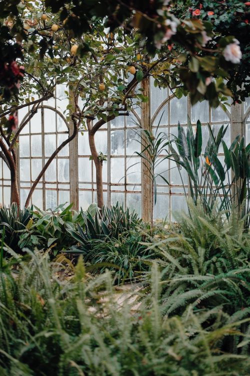 Free Serene greenhouse filled with citrus trees and lush ferns, creating a tranquil nature scene. Stock Photo