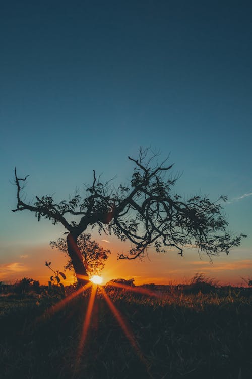 Silhouette of Tree during Sunset