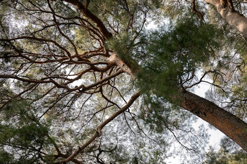 Gratuit Imagine de stoc gratuită din arbori, crengi, fotografie cu unghi mic Fotografie de stoc